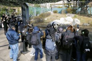 자이언트판다 2마리 일본에서 작별 인사 몰려